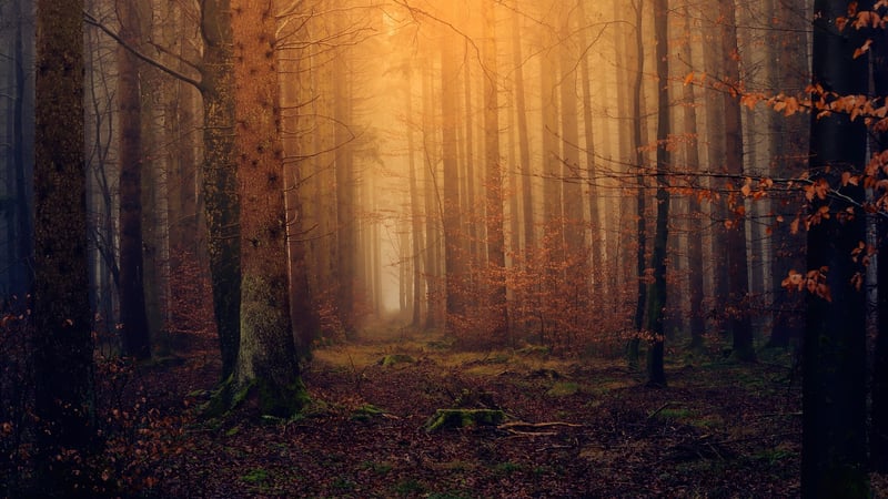 Enchanting Woodland Escape