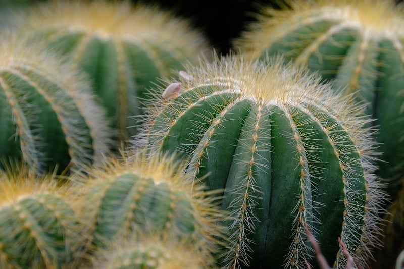 Succulent Wonderland