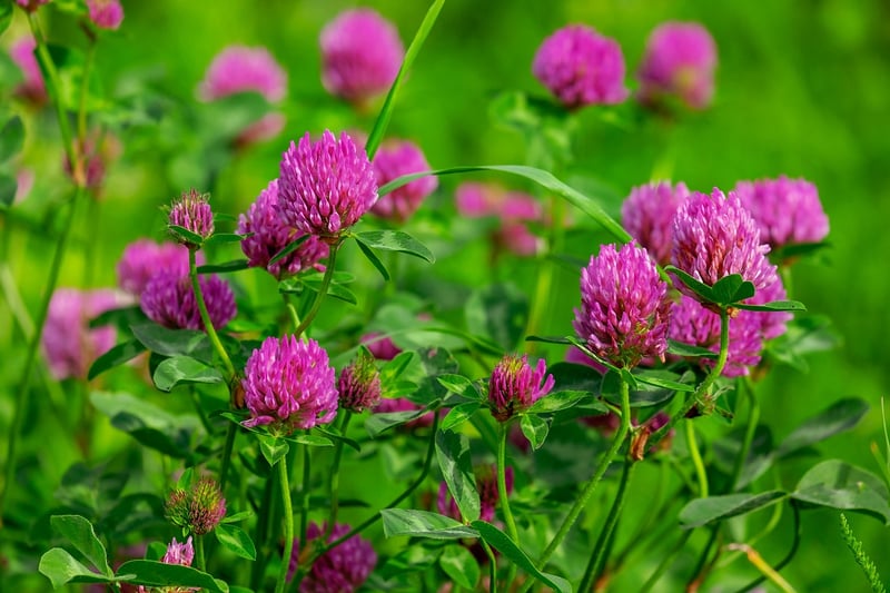 Wildflower Meadow Sanctuary